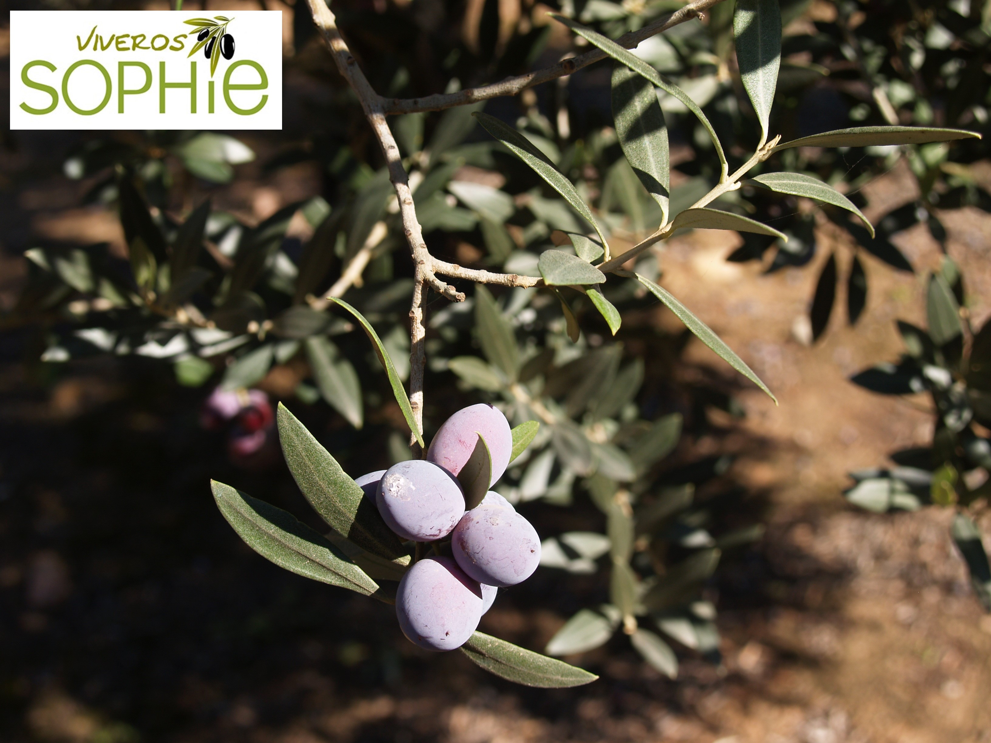 Variedad de olivo CHETOUI
